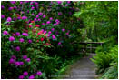 Rhodendron Bushes along Path Stock Image Ashland, Oregon
