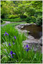 Iris Growing by a Pond Stock Image Ashland, Oregon
