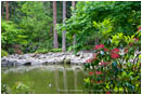 Flowers Bushes around a Pond Stock Image Ashland, Oregon