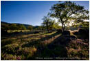 California Black Oak in a Vetch Field Stock Image Ashland, Oregon