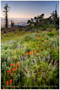 Soda Mountain Wildflowers Stock Image Ashland, Oregon