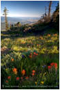 Soda Mountain Wildflowers 2 Stock Image Ashland, Oregon
