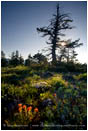 Soda Mountain Wildflowers 3 Stock Image Ashland, Oregon