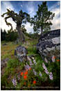 Soda Mountain Wildflowers 4 Stock Image Ashland, Oregon