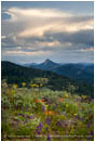 Soda Mountain Wildflowers 5 Stock Image Ashland, Oregon