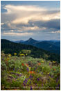 Soda Mountain Wildflowers 6 Stock Image Ashland, Oregon
