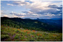 Soda Mountain Wildflowers 7 Stock Image Ashland, Oregon