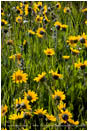 Yellow Wildflowers 2 Stock Image Oregon