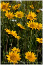 Yellow Wildflowers 3 Stock Image Oregon