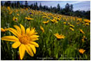 Yellow Wildflowers 4 Stock Image Oregon