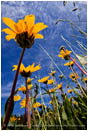 Yellow Wildflowers 5 Stock Image Oregon