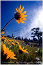Yellow Wildflowers 6 Stock Image Oregon