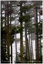 Forest in Fog Stock Image Oregon