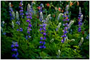 Lupine Stock Image Southern Oregon