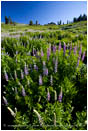 Lupine 2 Stock Image Southern Oregon