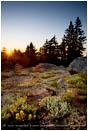 Summer Alpine Flowers on Mt. Ashland Stock Image Ashland, Oregon
