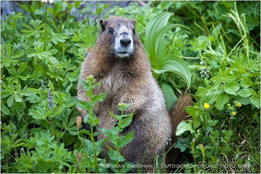 Marmot Stock Image Rainier National Park, Washington