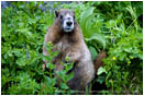 Marmot Stock Image Rainier National Park, Washington