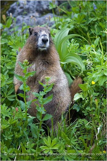 Marmot 2 Stock Image Rainier National Park, Washington
