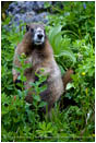 Marmot 2 Stock Image Rainier National Park, Washington