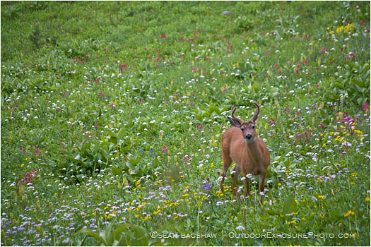 Buck in a Field of Flowers Stock Image Rainier National Park, Washington