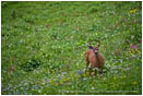 Buck in a Field of Flowers Stock Image Rainier National Park, Washington
