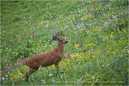 Buck in a Field of Flowers 2 Stock Image Rainier National Park, Washington