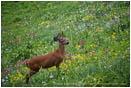 Buck in a Field of Flowers 2 Stock Image Rainier National Park, Washington
