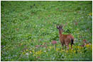 Buck in a Field of Flowers 3 Stock Image Rainier National Park, Washington