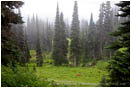 Deer in a Forest Stock Image Rainier National Park, Washington