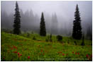 Field of Indian Paintbrush Stock Image Rainier National Park, Washington