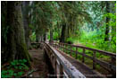 Forest Boardwalk Stock Image Rainier National Park, Washington