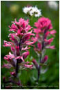 Indian Paintbrush Stock Image Rainier National Park, Washington