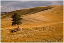 Lone Pine Tree Stock Image Palouse, Oregon