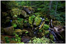 Watson Creek Stock Image North Umpqua River, Oregon