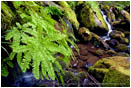 Fern by Watson Creek Stock Image North Umpqua River, Oregon