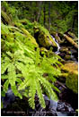Fern by Watson Creek 2 Stock Image North Umpqua River, Oregon