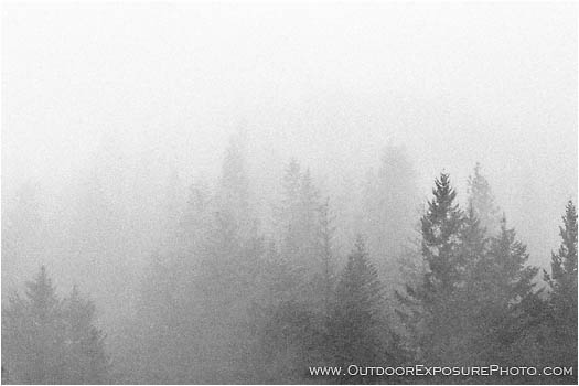 Royalty Free Stock Photo: Mist Trees