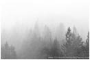 Royalty Free Stock Photo: Mist Trees