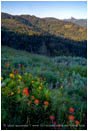 Soda Mountain Wildflowers 8 Stock Image Ashland, Oregon