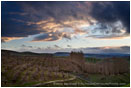 Cherry Orchard at Sunset Stock Image Columbia River Gorge, Oregon