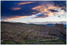Cherry Orchard at Sunset 2 Stock Image Columbia River Gorge, Oregon