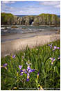 Bandon Beach Iris Stock Image, Bandon, Oregon Coast