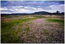 Table Rocks overlooking Wildflower field Stock Image Medford, Oregon