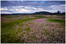 Table Rocks overlooking Wildflower field 2 Stock Image Medford, Oregon