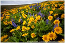 Dalles Mountain Flowers 2 Stock Image, Columbia Gorge, Washington   