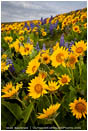 Dalles Mountain Flowers 3 Stock Image, Columbia Gorge, Washington   