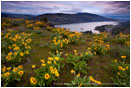 Rowena Hills 2 Stock Image Columbia Gorge, Oregon