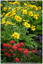 Rowena Wildflowers Stock Image Columbia Gorge, Oregon
