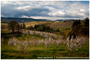 Cherry Orchard 2 Stock Image Columbia Gorge, Oregon